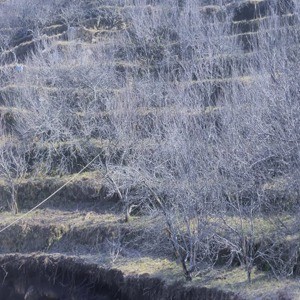 Land for sale at Mukteswar, Nainital.